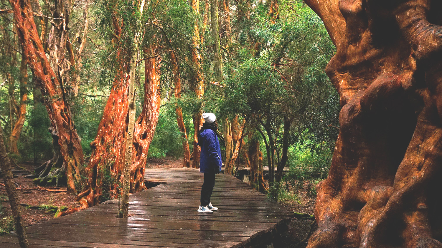 Bosque de Arrayanes, Bariloche